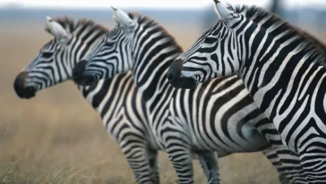 Zebra drops POSPOS in NZ