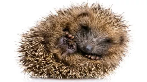 Following the hedgehog's path to success
