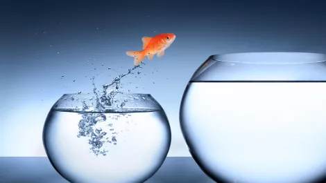 IFS opinion: Are ANZ companies doing enough to transform themselves?