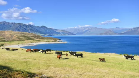 Chorus upgrades more rural broadband cabinets around NZ