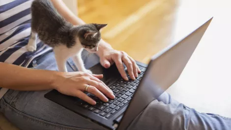 No more 'pawswords': Why pet names shouldn't unlock your online accounts